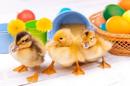 small ducklings with easter eggs on the white wooden tableの写真素材