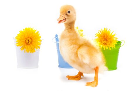 little duckling with dandelions on a white backgroundの写真素材