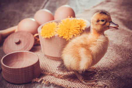 small duckling with eggs on the wooden tableの写真素材