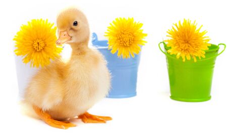 little duckling with dandelions on a white backgroundの写真素材