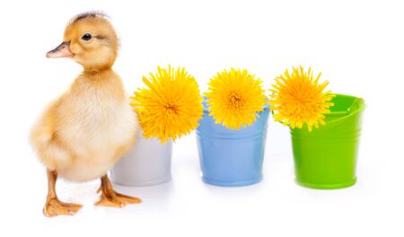 little duckling with dandelions on a white backgroundの写真素材
