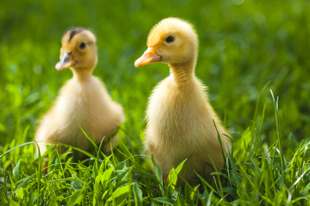 two fluffy chicks walks  in green grassの写真素材