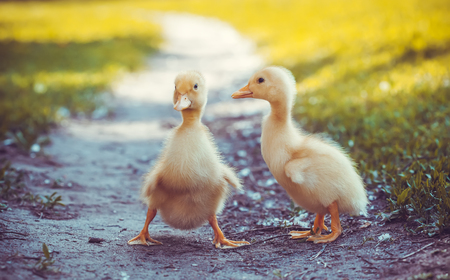 two fluffy chicks walks  in green grassの写真素材