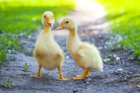 two fluffy chicks walks  in green grassの写真素材