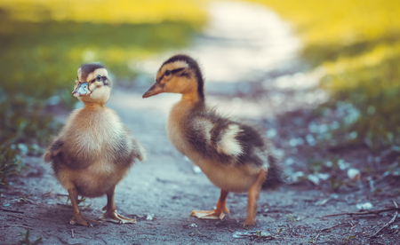 two fluffy chicks walks  in green grassの写真素材