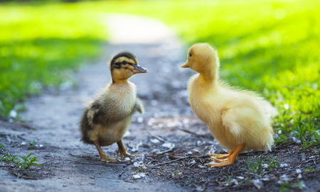 two fluffy chicks walks  in green grassの写真素材