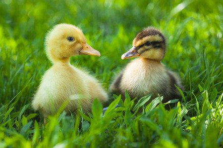 two fluffy chicks walks  in green grassの写真素材