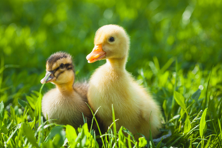 two fluffy chicks walks  in green grassの写真素材