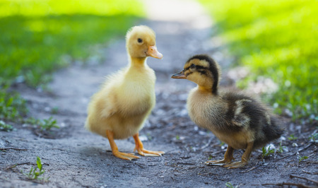 Small ducklings outdoor in the green grassの写真素材