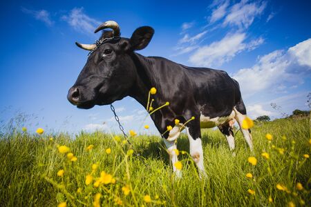 Black and white cow is grazing on the meadowの写真素材