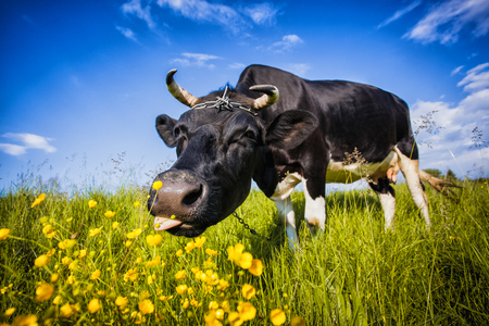 Black and white cow is grazing on the meadowの写真素材