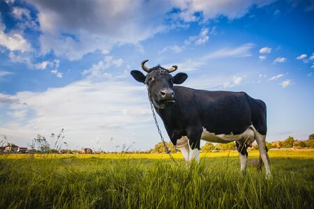 Black and white cow is grazing on the meadowの写真素材