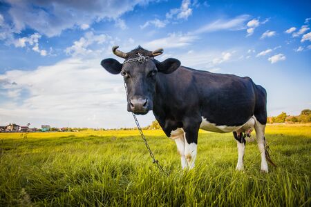 Black and white cow is grazing on the meadowの写真素材