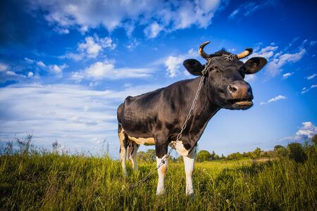 Black and white cow is grazing on the meadowの写真素材