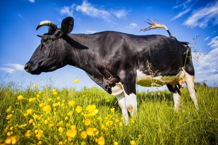 Black and white cow is grazing on the meadowの写真素材