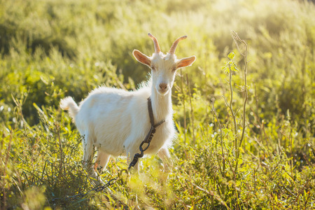 young goat standing on the green grassの写真素材