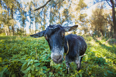 young goat standing on the green grassの写真素材