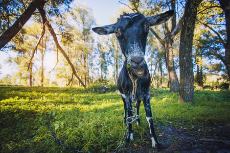 young goat standing on the green grassの写真素材