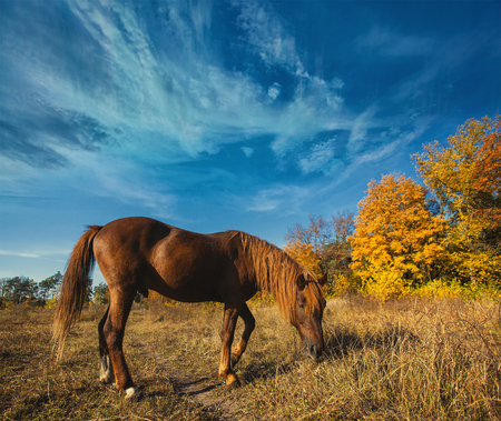 beautiful horse grazing on a sunny meadowの写真素材