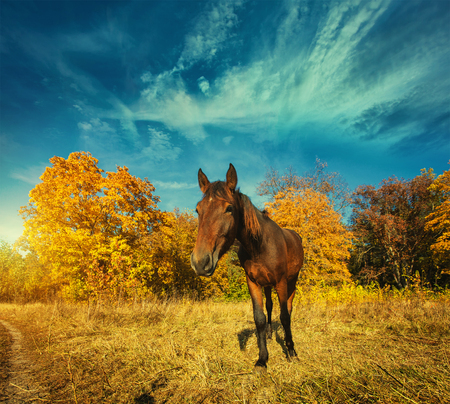 beautiful horse grazing on a sunny meadowの写真素材