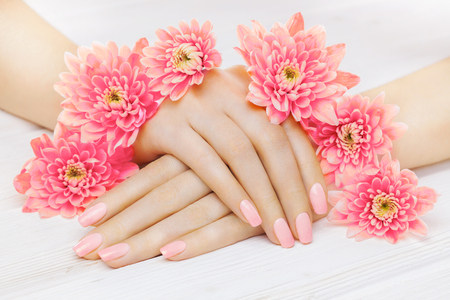 pink manicure with chrysanthemum flowers. spaの写真素材