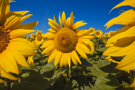 Sunflower field landscapeの写真素材