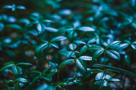green carpet of leaves periwinkleの写真素材