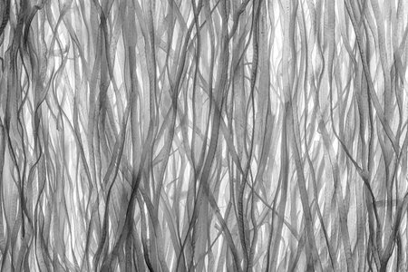 Raw Rice noodles background on skylightの写真素材