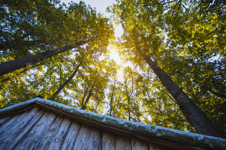 the roof of a wooden forest house, against the background of forest trees. Bottom viewの写真素材