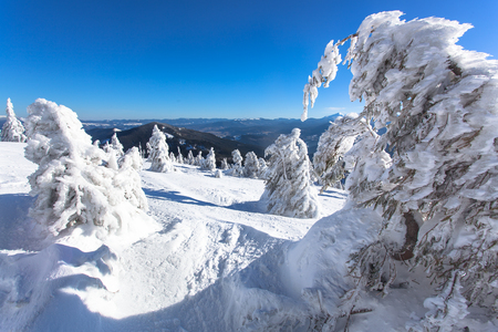 winter landscape of a Christmas tree in the snow. snow-white beautyの写真素材