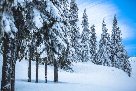 winter landscape with snow covered fir-treesの写真素材