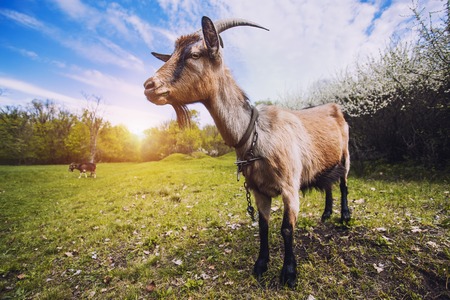 goat with bunch of green lush grass on the summer meadowの写真素材
