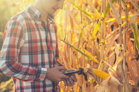 A young agronomist checks the ripeness of the corn crop in the fieldの写真素材