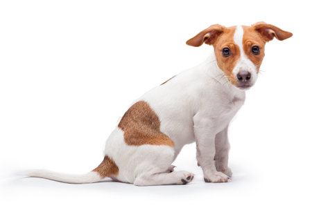 small dog Jack Russell terrier isolated on the white background
