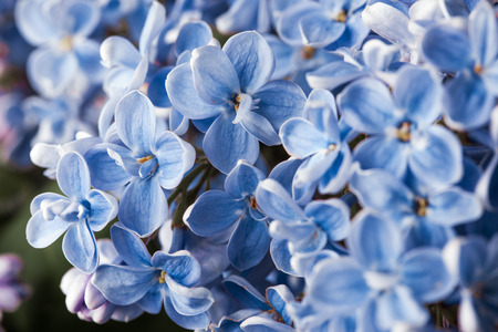 beautiful spring fragrance blossom purple lilac flowerの写真素材