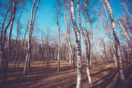 spring flood in birch wood with blue sky