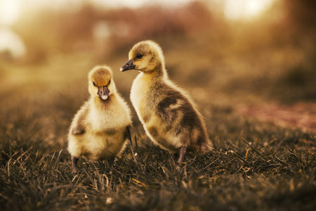 Cute gosling resting in a meadow grass. home farm