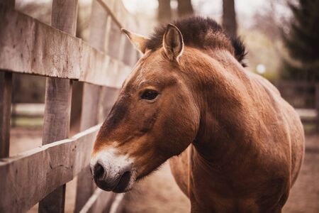 Przewalski's horse runs in the aviary. Wild cloven-hoofed animalの写真素材