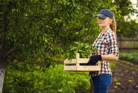 farmer woman with a box of seedlings at work in the vegetable gardenの写真素材