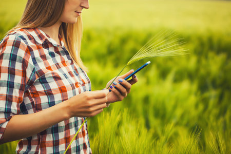 Woman agronomist checks cereal growth rates on an eco farm.