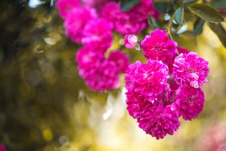 beautiful blooming living roses in a summer gardenの写真素材