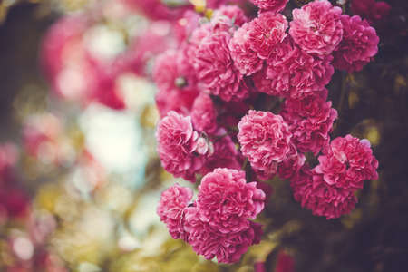 beautiful blooming garden pink roses in a summer gardenの写真素材