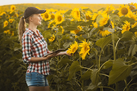 Woman agronomist checks blooming sunflower growth rates on an eco farm.