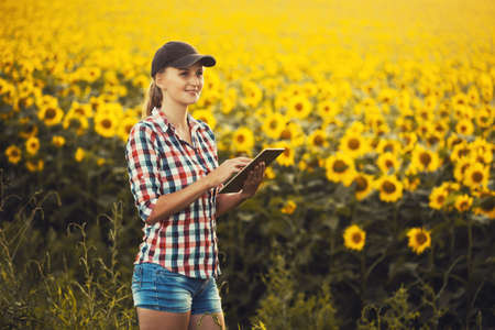 Woman agronomist checks blooming sunflower growth rates on an eco farm.の写真素材