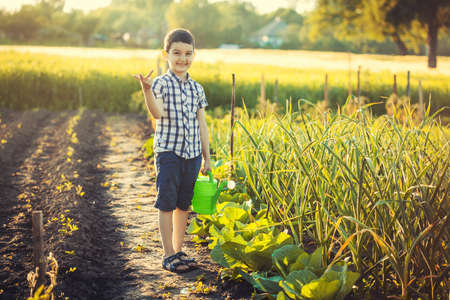 Cute boy watering vegetables in the garden on a summer sunny day.の写真素材