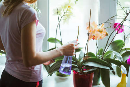 Girl caring for potted flowers on a windowsill.の写真素材