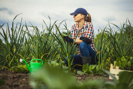 Woman agronomist checks garlic growth rates on an eco farm.の写真素材