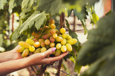 Cluster of bright juicy ripe beautiful grapes in palms