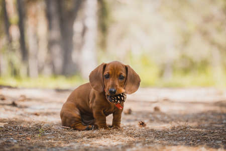 Red dachshund walking in the park. cute puppy on the summer forest backgroundの写真素材