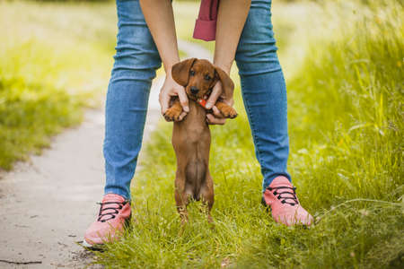 Red dachshund walking in the park. cute puppy on the summer forest backgroundの写真素材